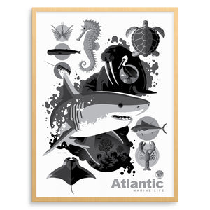 Atlantic Marine Life