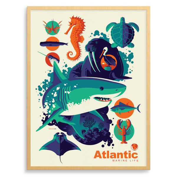 Atlantic Marine Life