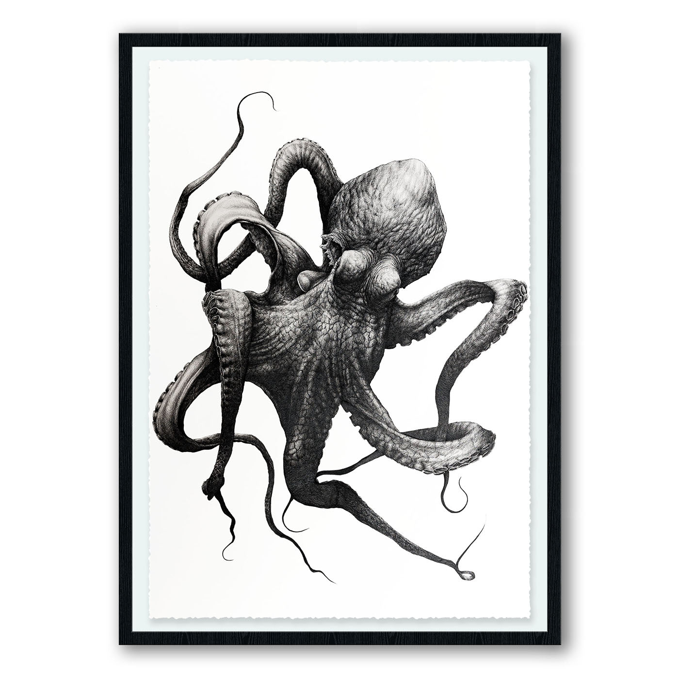 James_Rocke_Cephalopoda_I_Mock