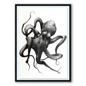 Cephalopoda I & II