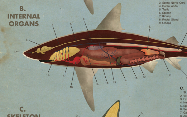 Anatomy of the Shark