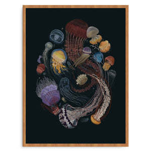 Medusozoa