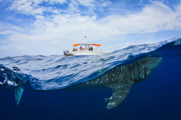 2018 Whale Shark Adventures