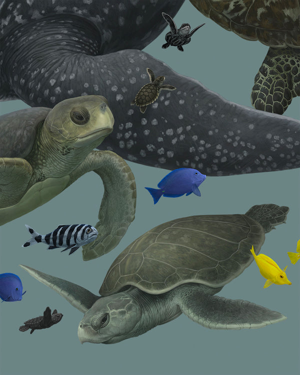 Sea Turtles of the World