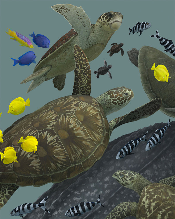 Sea Turtles of the World