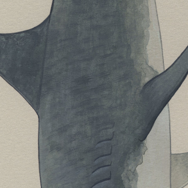 Shark Charmer