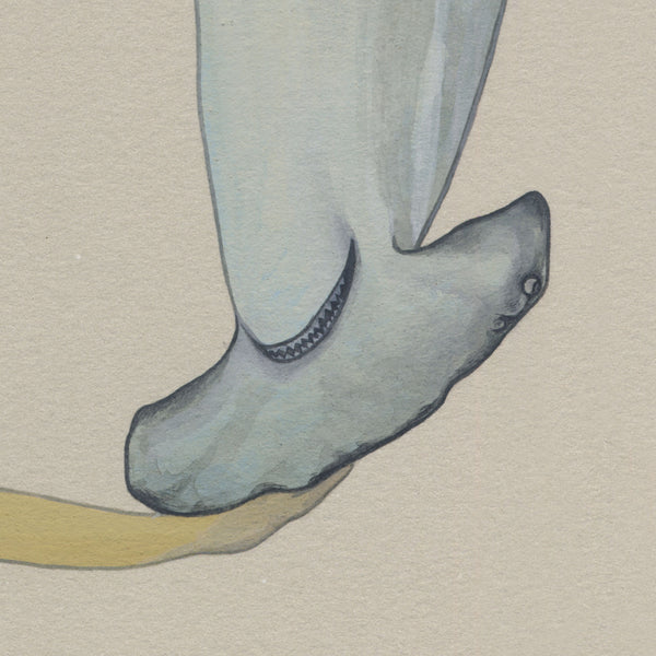 Shark Charmer