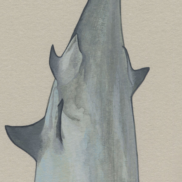 Shark Charmer