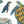 Endangered Marine Species of the World