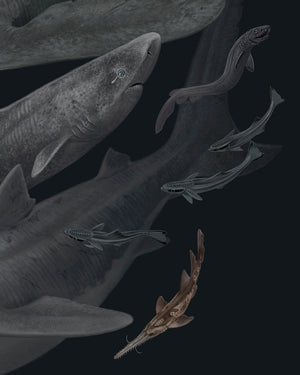 Sharks of the World