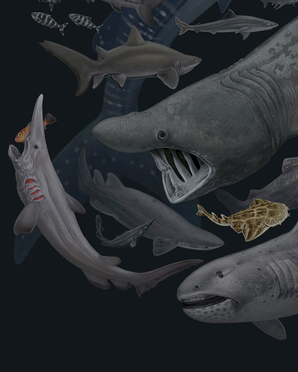 Sharks of the World