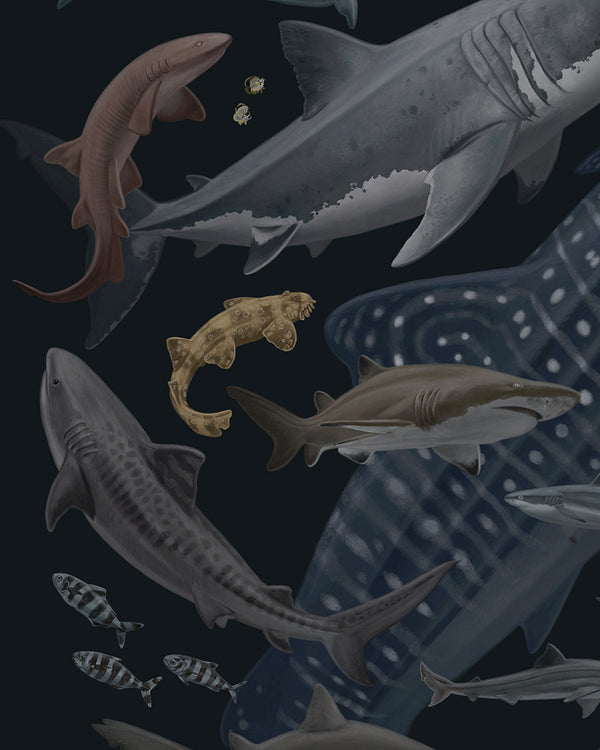 Sharks of the World