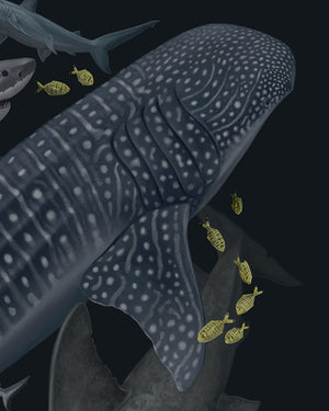 Sharks of the World
