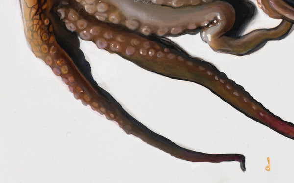 The Octopus Revisited