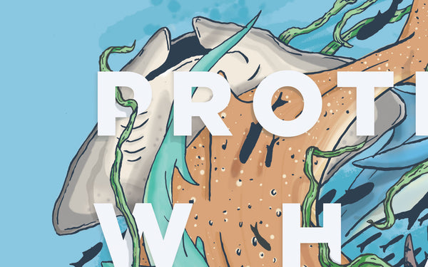 Protect What You Love: Sharks & Rays