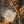 The Celestial Hippocampus