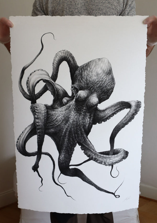 Cephalopoda I & II