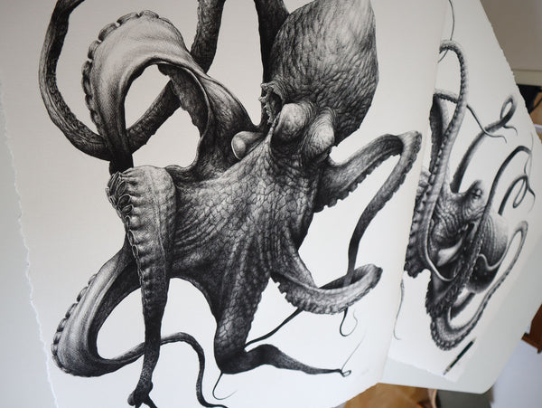 Cephalopoda I & II