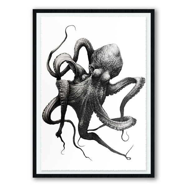 Cephalopoda I & II