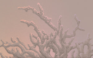 Coral Gloom