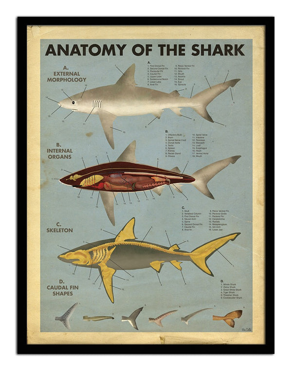 Anatomy of the Shark