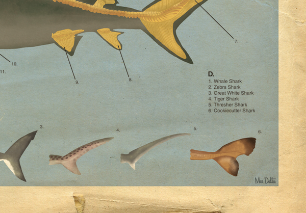 Anatomy of the Shark