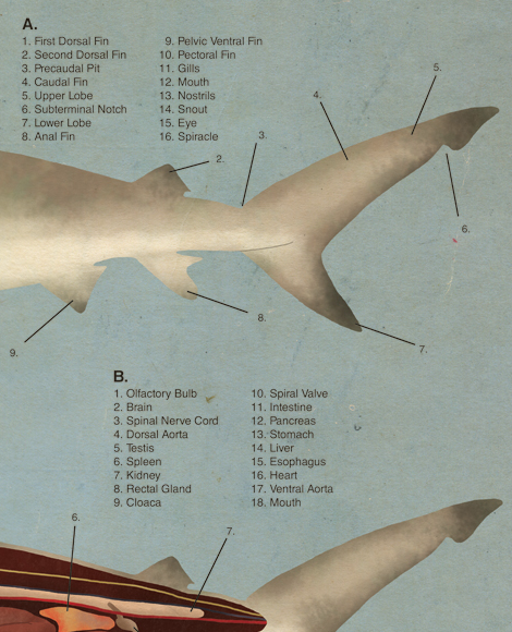 Anatomy of the Shark