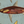 Anatomy of the Shark