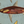 Load image into Gallery viewer, Anatomy of the Shark
