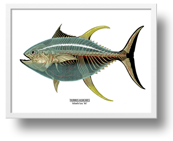 Thunnus Albacares