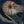 Death and Nautilus