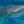 Whale Shark