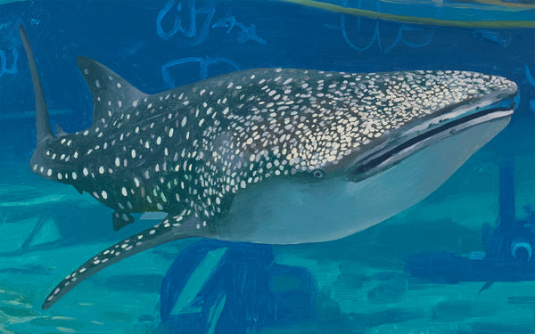 Whale Shark