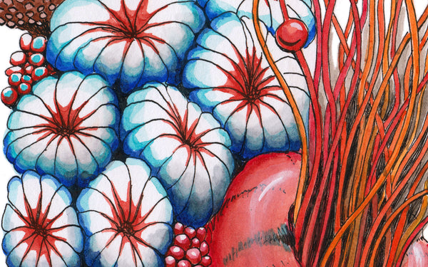 Ocean Acidification