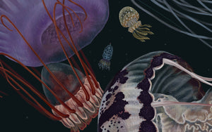 Medusozoa