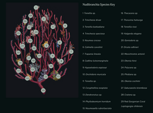 Nudibranchia