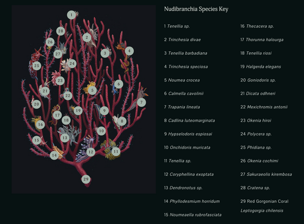 Nudibranchia