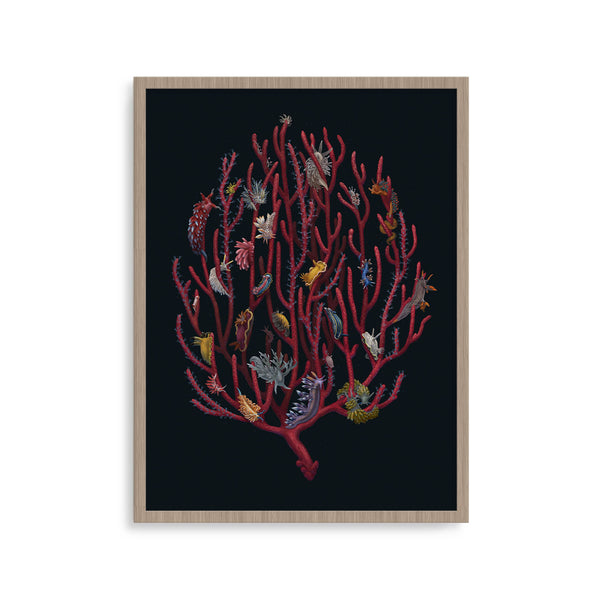 Nudibranchia