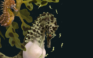 Syngnathidae (Timed Edition)