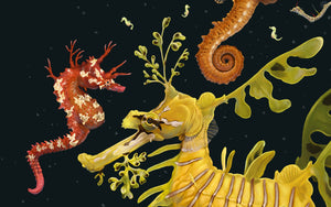 Syngnathidae (Timed Edition)