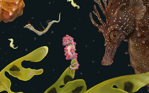Syngnathidae
