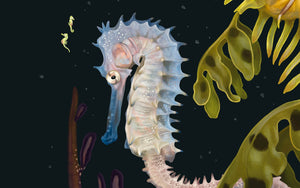 Syngnathidae